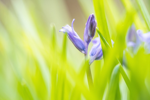 Free photo selective focus of blue bell flower buds in the field