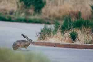 Free photo selective focus  of brown and black rabbit on grey road near green grass