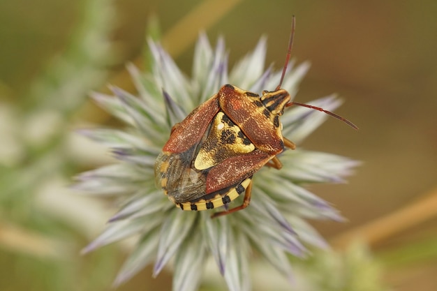 Selective focus closeup of an adult shield bug on top of a thistle flower