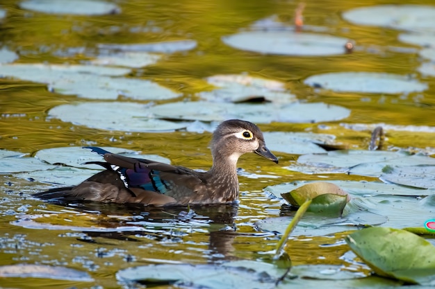 Free photo selective focus closeup of the duck swimming on a pond