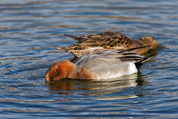 Free photo selective focus closeup of the ducks in the national park of tablas de daimiel, spain