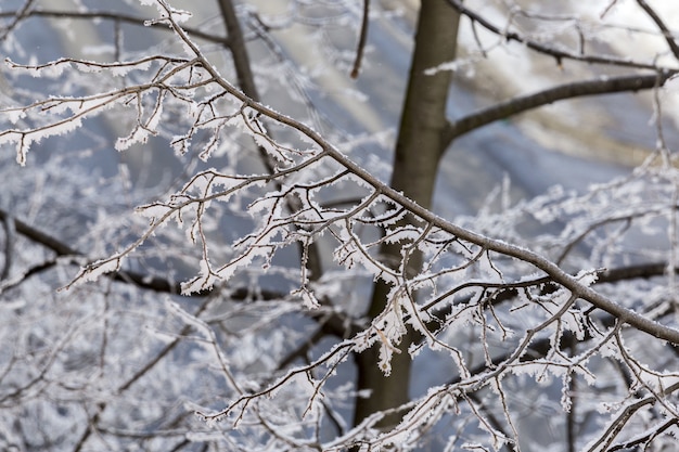 Selective focus closeup of a frosted stem of the tree during winter