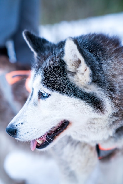 Selective focus closeup of the head of the husky in the snow