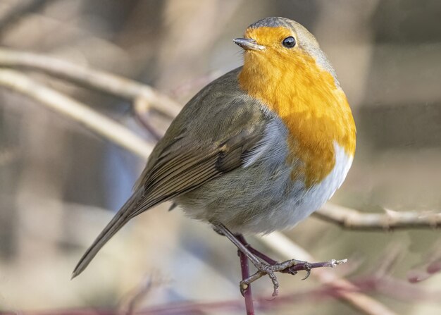 Selective focus closeup of the Robin bird perching on the stem of a tree