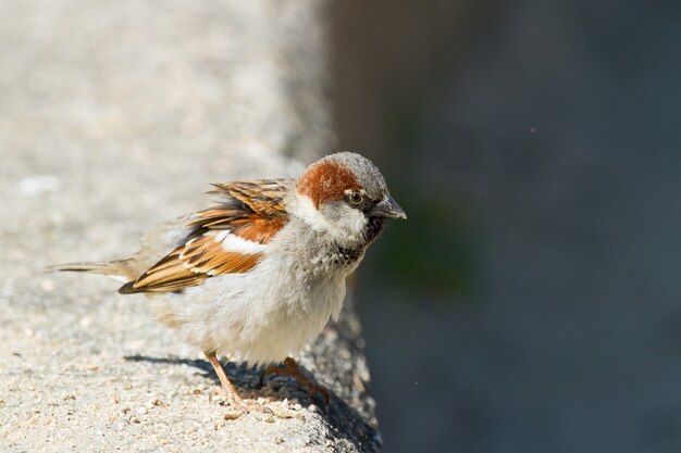 Selective focus closeup shot of a bird called House Sparrow during a sunny day