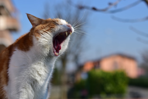 Free photo selective focus closeup shot of a domestic short-haired cat yawning in a park