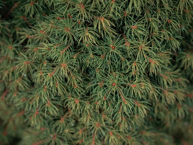 Free Photo selective focus closeup shot of green pine tree branches