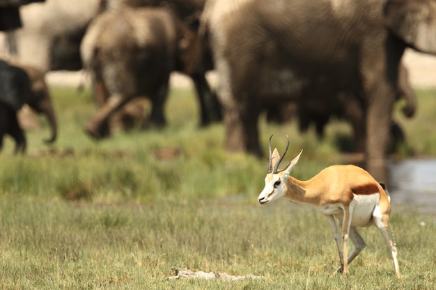 Free photo selective focus closeup shot of a young gemsbok standing  with a herd of elephants