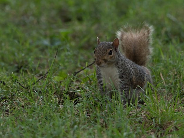 Selective focus of a cute Fox squirrel in the grass