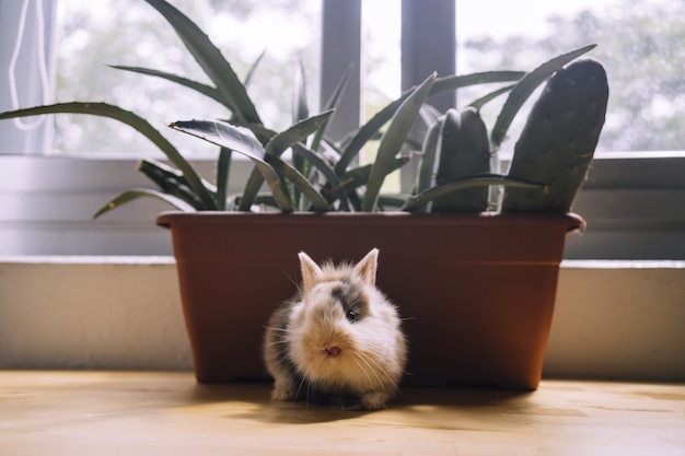 Free photo a selective focus of a cute little brown and black colored bunny on  window sill