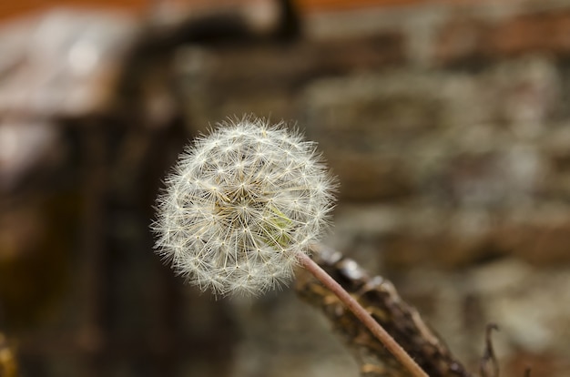 Free photo selective focus  of a dandelion in front