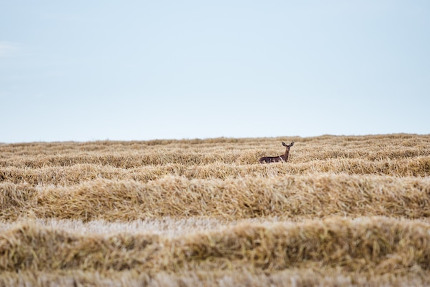 Free photo selective focus of deer in a field covered in dried grass in the countryside