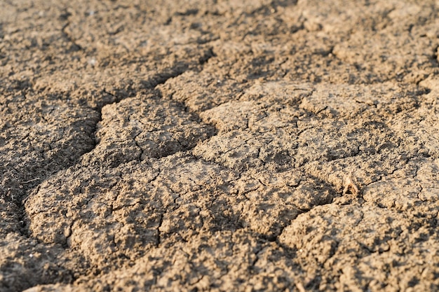 Free photo selective focus of dry cracked earth due to drought in europe land without water drought crisis critically hot summer dried up rivers