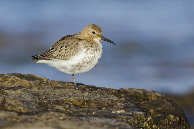 Free Photo selective focus of a dunlin standing on a rock under the sunlight