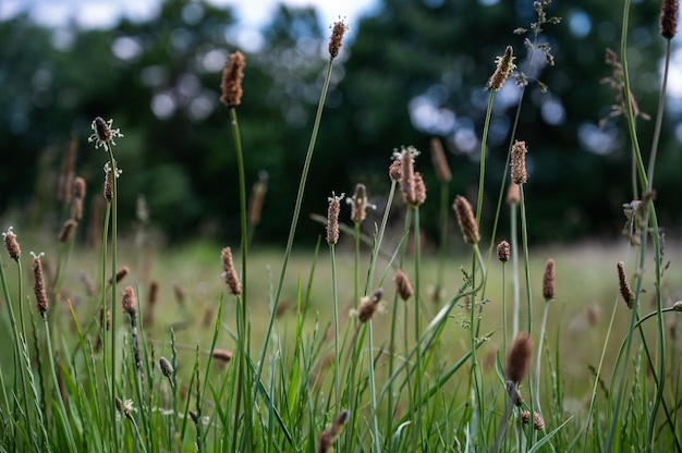 Selective focus of eleocharis palustris in a field under the sunlight with a blurry background