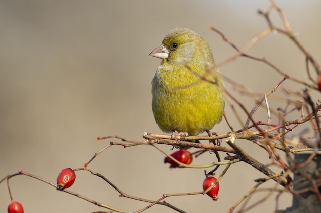 Free Photo selective focus of a european greenfinch standing on a tree branch under the sunlight