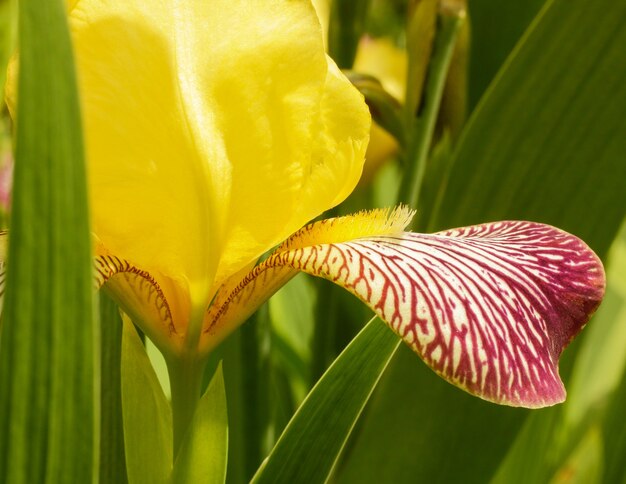 Selective focus  of a Giardino dell iris in Lori province in Armenia