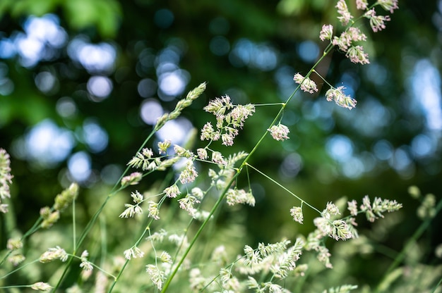 Selective focus of the grass in a field under the sunlight with a blurry background and bokeh lights