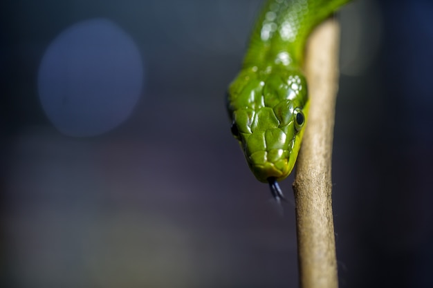 Free photo selective focus  of green snake