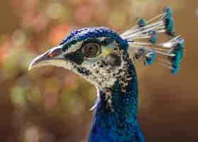 Free photo selective focus of the head of a gorgeous blue peacock