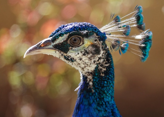 Free Photo selective focus of the head of a gorgeous blue peacock