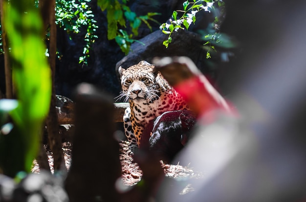 Selective focus of a leopard in a park covered in rocks and greenery under the sunlight