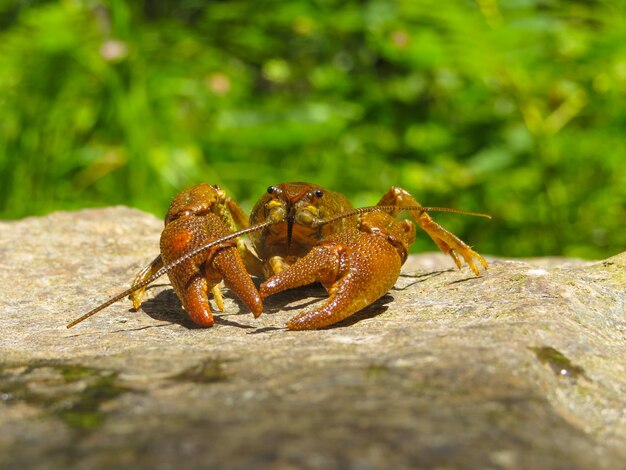 Selective focus of a lobster on the stone