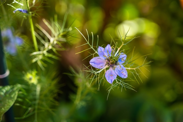 Free photo selective focus of a love-in-a-mist flower surrounded by greenery in a field under the sunlight