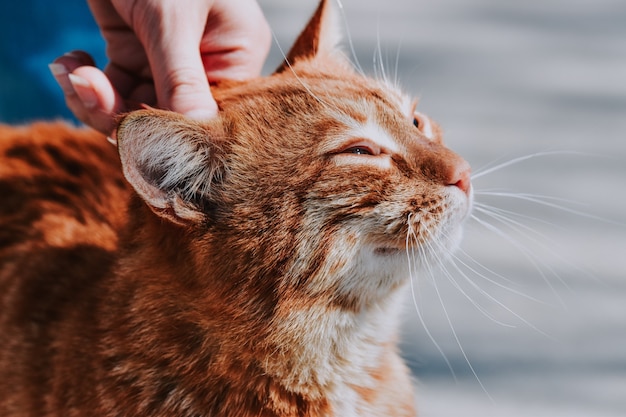 Selective focus of an orange cat being held on the head by its owner