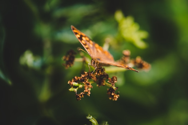 Selective focus of a Pararge on a plant in a field under the sunlight with a blurry background