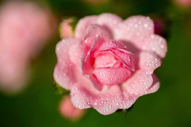 Free photo selective focus  of a pink flower with some droplets on its petals