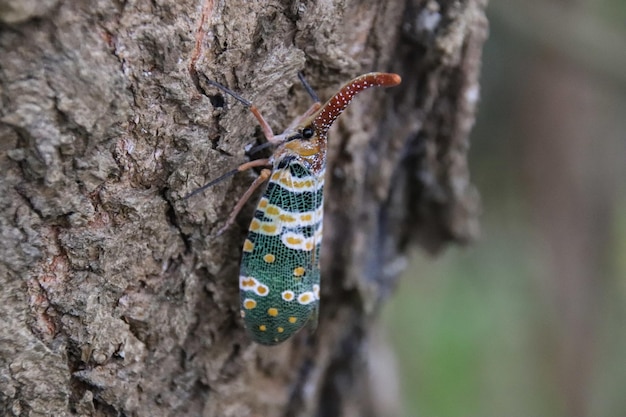 Free Photo selective focus of a pyrops candelaria (laternaria candelaria) planthopper on a tree bark