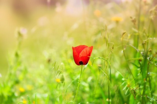 Free photo selective focus of a red poppy in a field under the sunlight