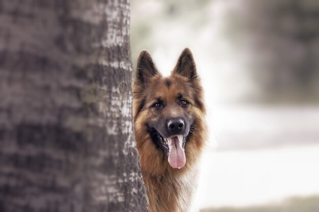 Selective focus shot of an adorable german shepherd outdoors during daylight