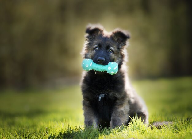 Selective focus shot of an adorable german shepherd puppy with a chew toy