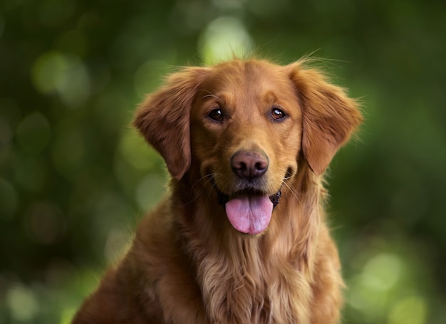 Free photo selective focus shot of an adorable golden retriever outdoors