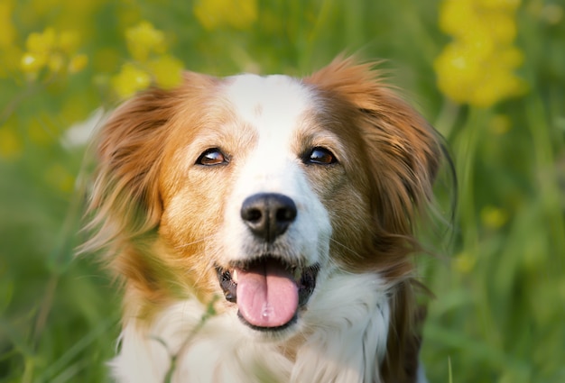 Selective focus shot of an adorable Kooikerhondje dog