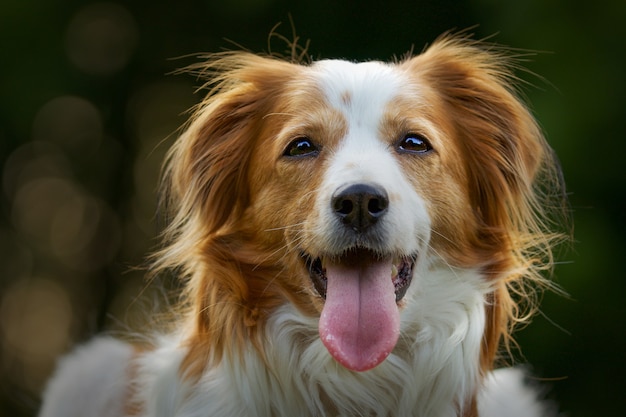 Selective focus shot of an adorable Kooikerhondje dog