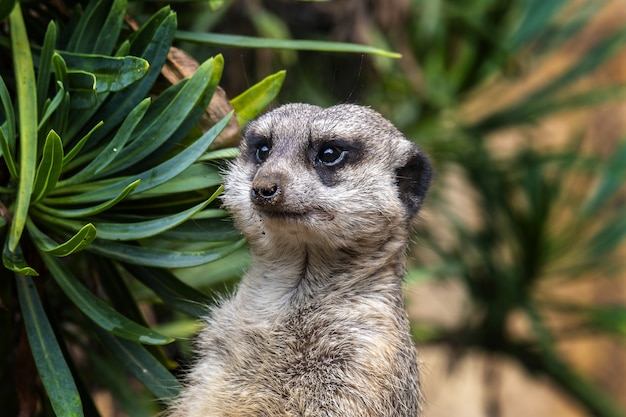 Free photo selective focus shot of an adorable meerkat