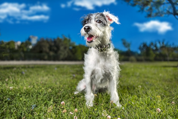 Free photo selective focus shot of adorable miniature schnauzer on nature