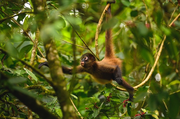 Free photo selective focus shot of an adorable small monkey on the tree