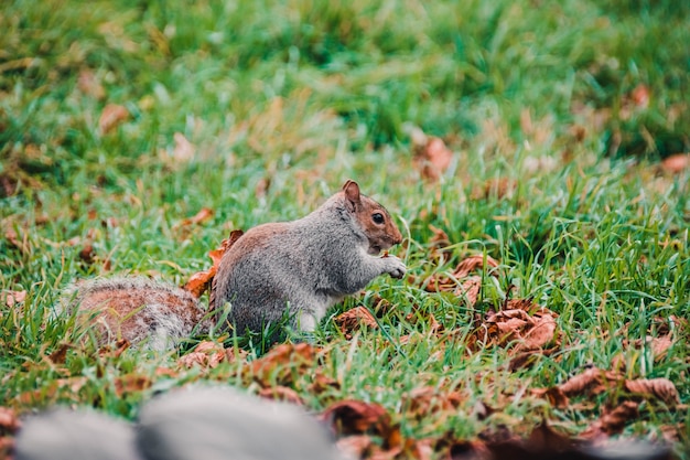 Free photo selective focus shot of an adorable squirrel in the woods