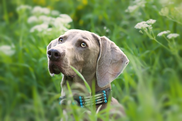 Free photo selective focus shot of an adorable weimaraner dog outdoors during daylight