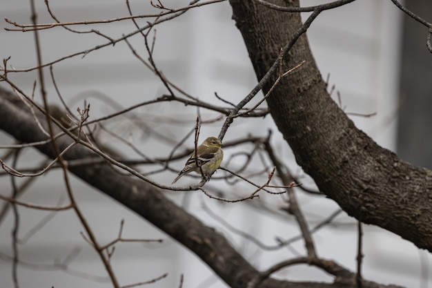 Free Photo selective focus shot of an american goldfinch bird resting on tree branch