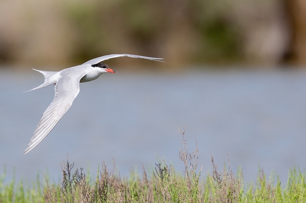 Selective focus shot of an arctic tern flying over the river