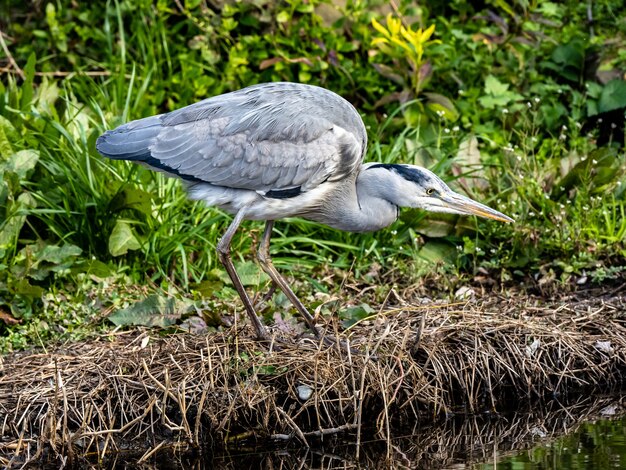 Selective focus shot of an Asian Grey heron on a lakeshore in Izumi forest in Yamato, Japan