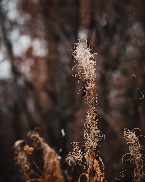 Free Photo selective focus shot of autumn grass