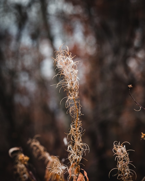 Selective focus shot of autumn grass