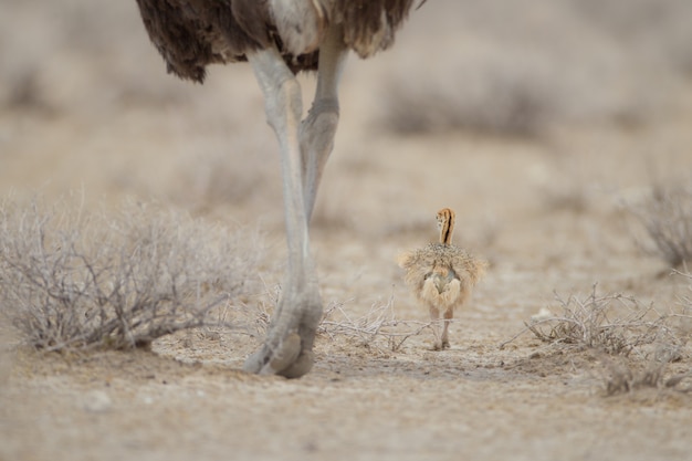 Free photo selective focus shot of a baby ostrich walking near its mother