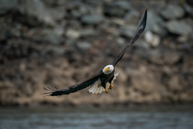 Free Photo selective focus shot of a bald eagle flying above the susquehanna river in maryland